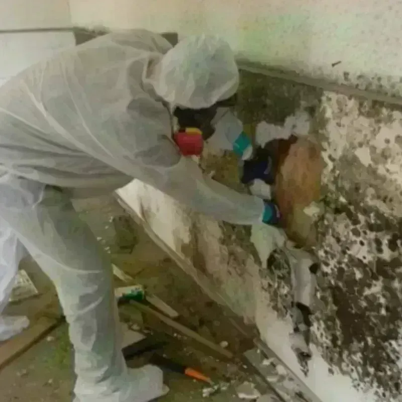 Mold Remediation and Removal in Kerens, TX